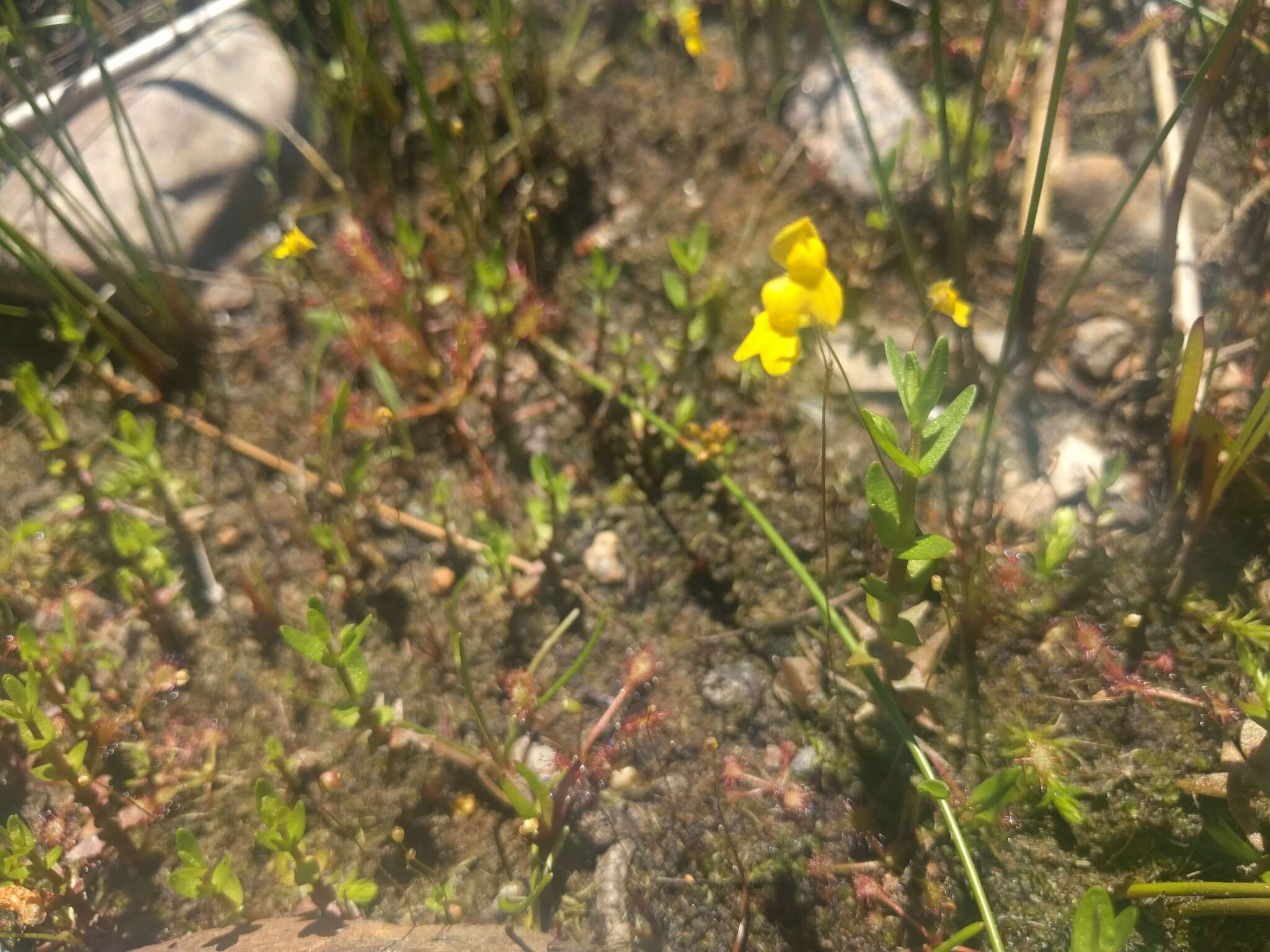 Image of Zigzag bladderwort