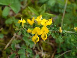 Image of hairy greenweed