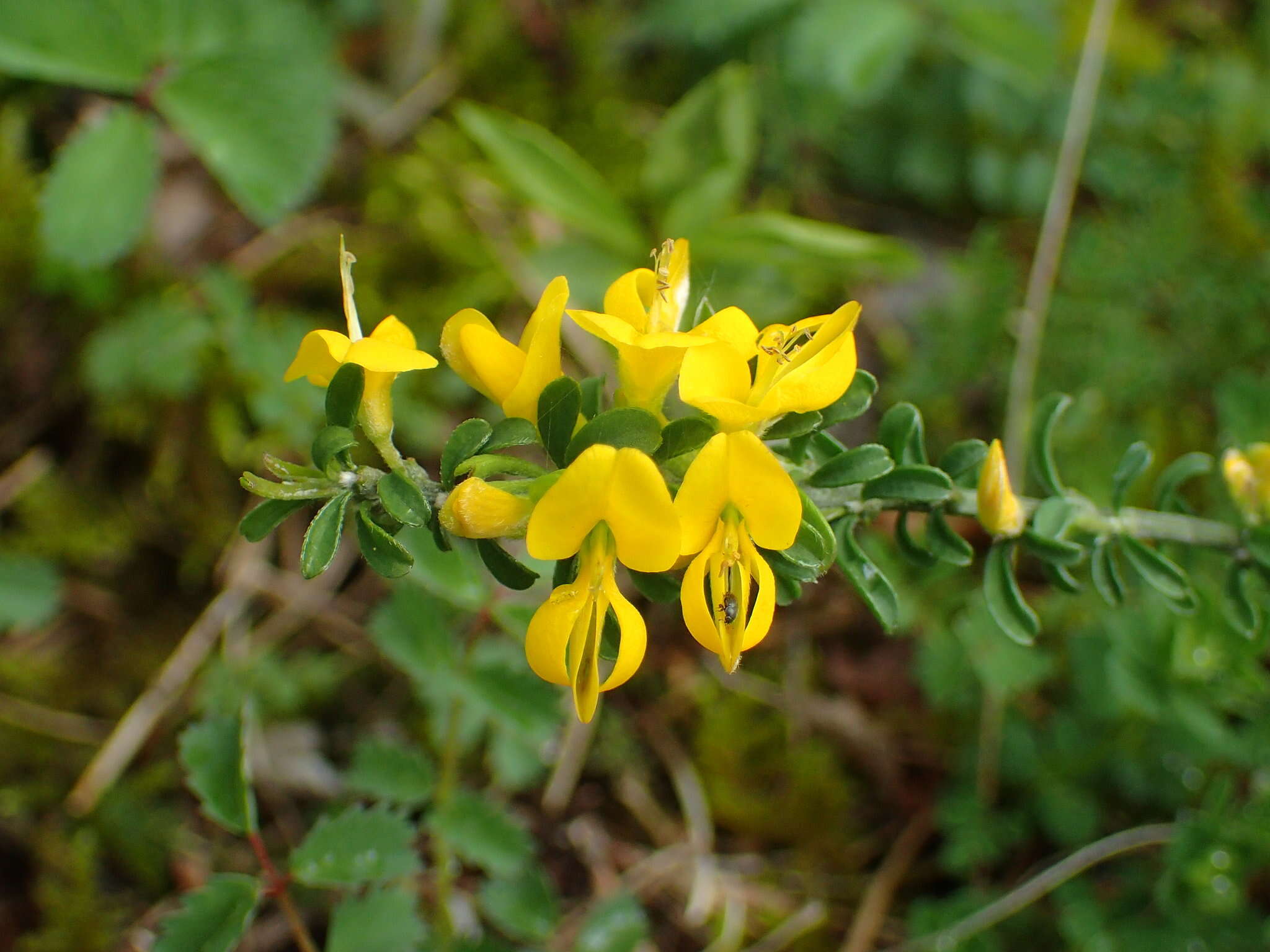 Imagem de Genista pilosa L.