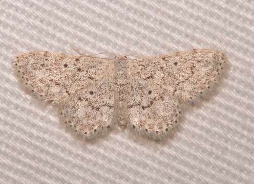 صورة <i>Idaea ostentaria</i>