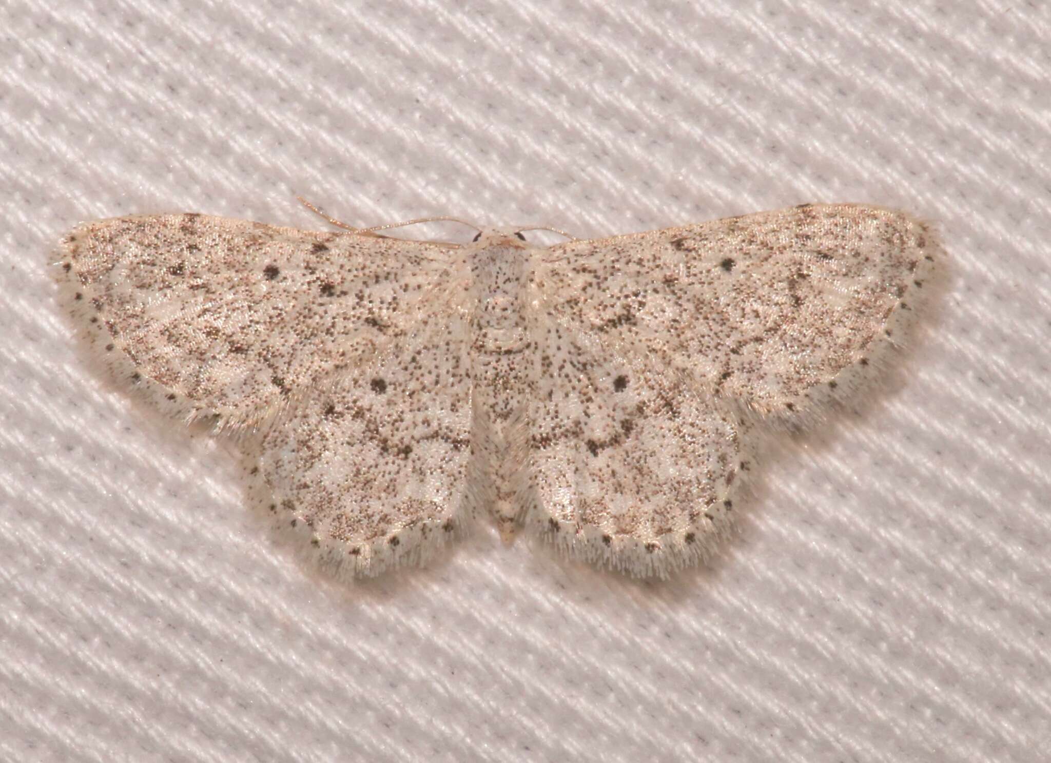 Image of <i>Idaea ostentaria</i>