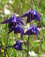 Слика од Aquilegia nigricans Baumg.