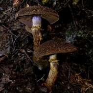 Image of Cortinarius ursus Soop 2001