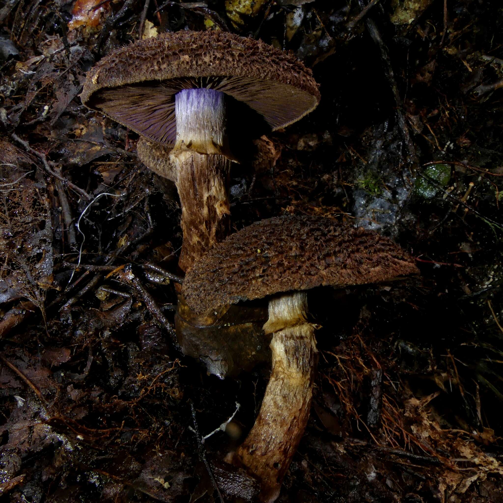 Image of Cortinarius ursus Soop 2001