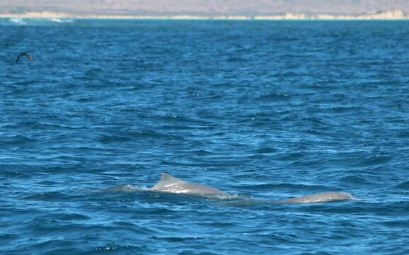 Image of Australian humpback dolphin