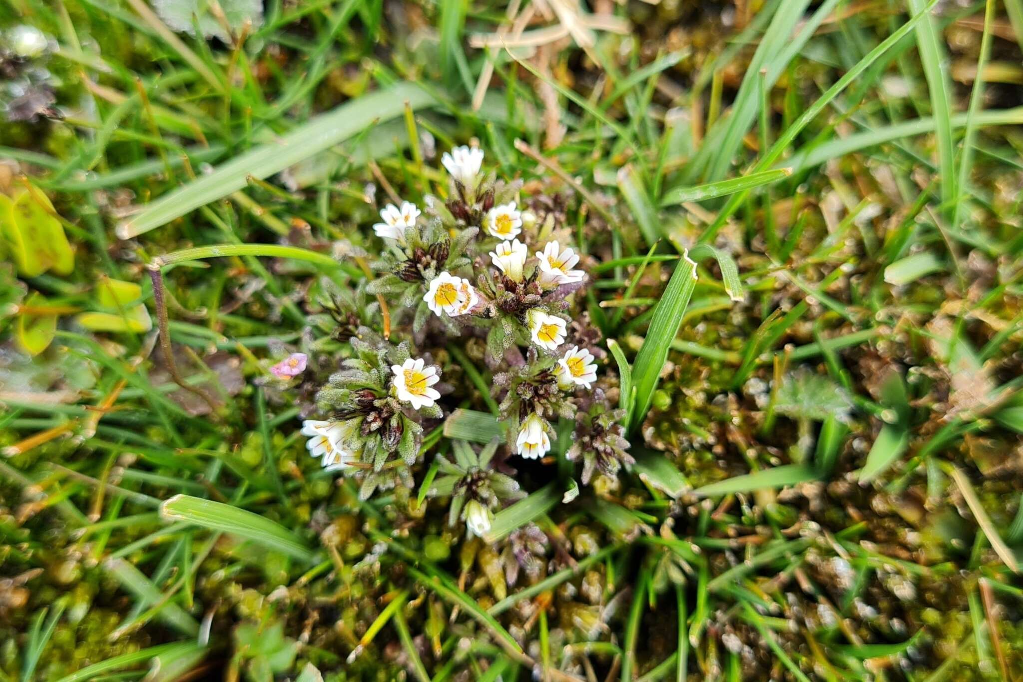 Imagem de Euphrasia antarctica Benth.