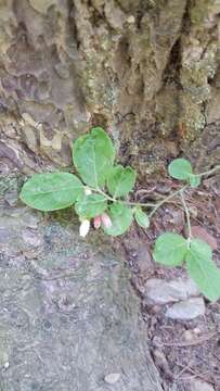 Image de Vaccinium hirsutum Buckl.