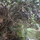 Image of Vernonanthura cordata (Kunth) H. Rob.
