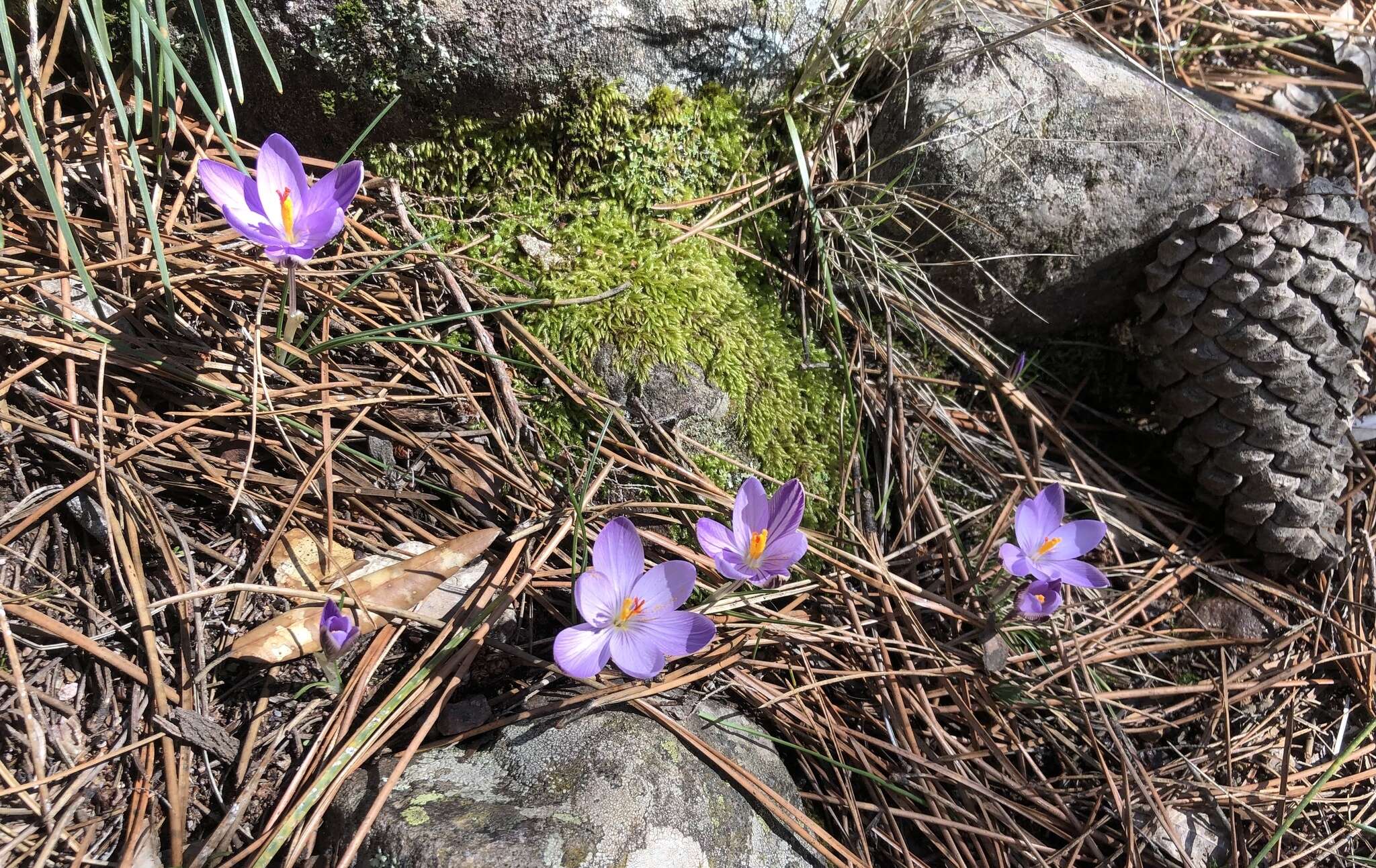 Image of Corsican crocus