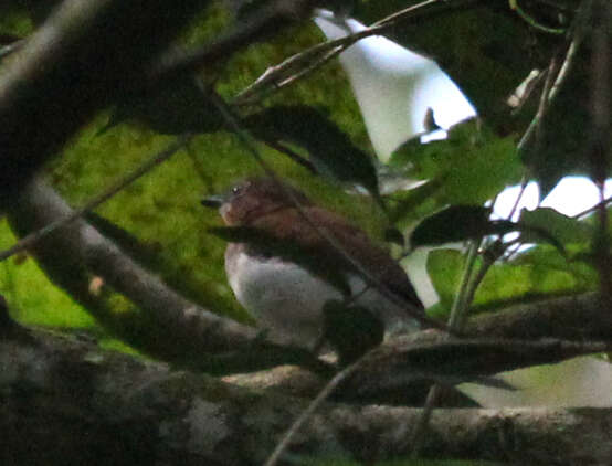 Image of West African Wattle-eye