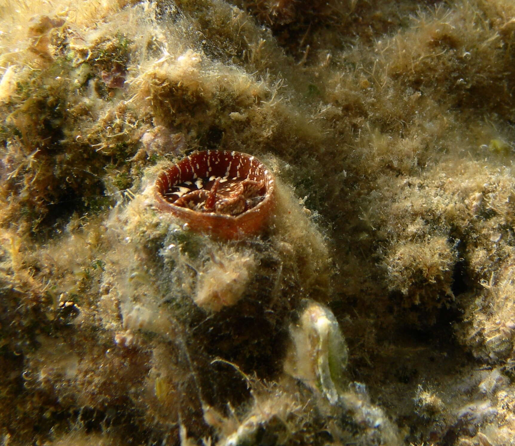 Image of Giant Worm Shell