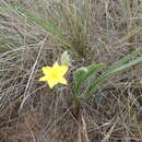 Image of Hypoxis acuminata Baker