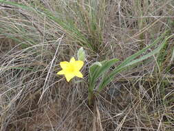 Image of Hypoxis acuminata Baker