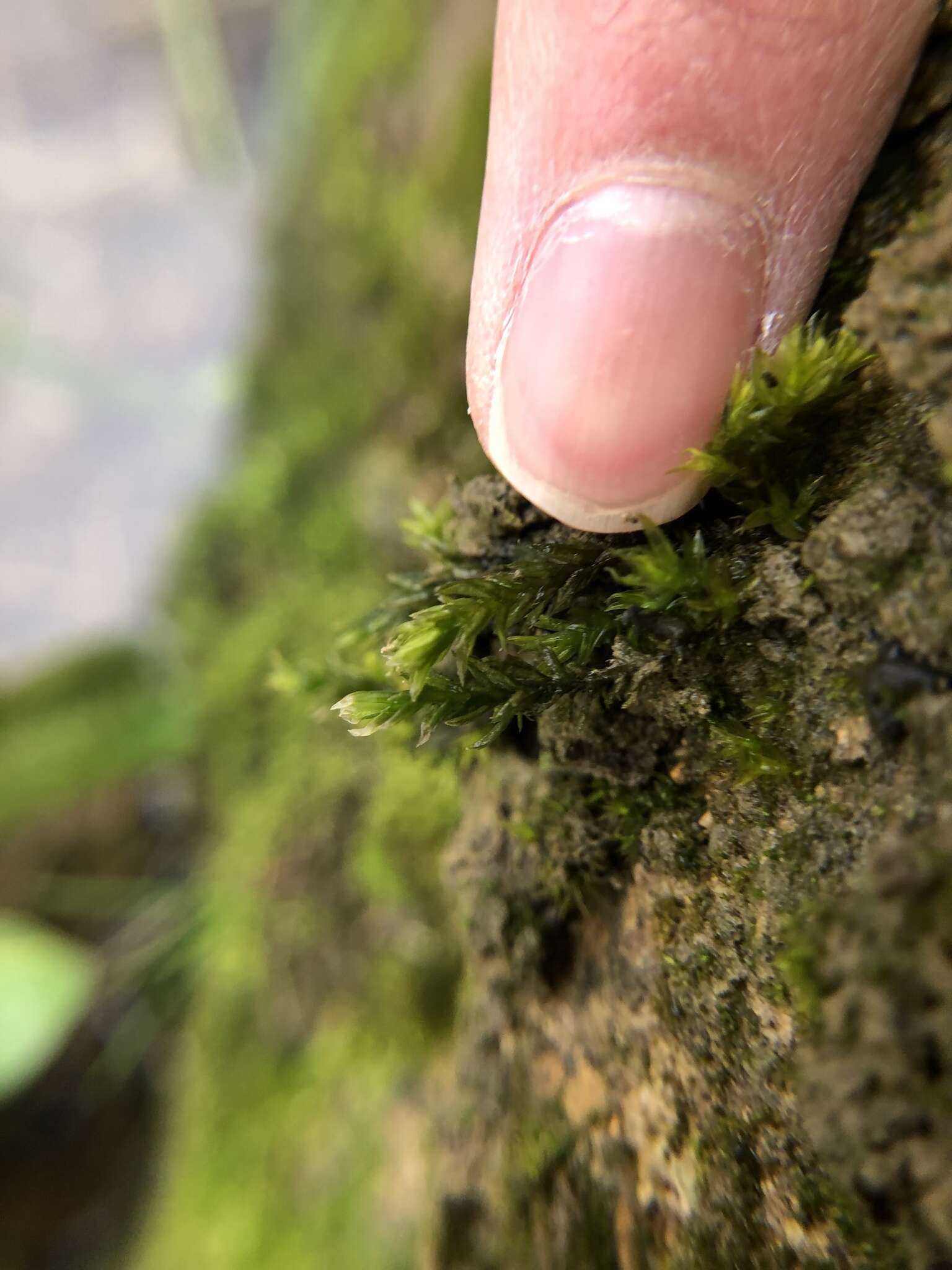 Image of fountain lattice moss