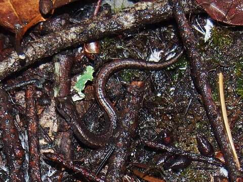 Image of California Slender Salamander