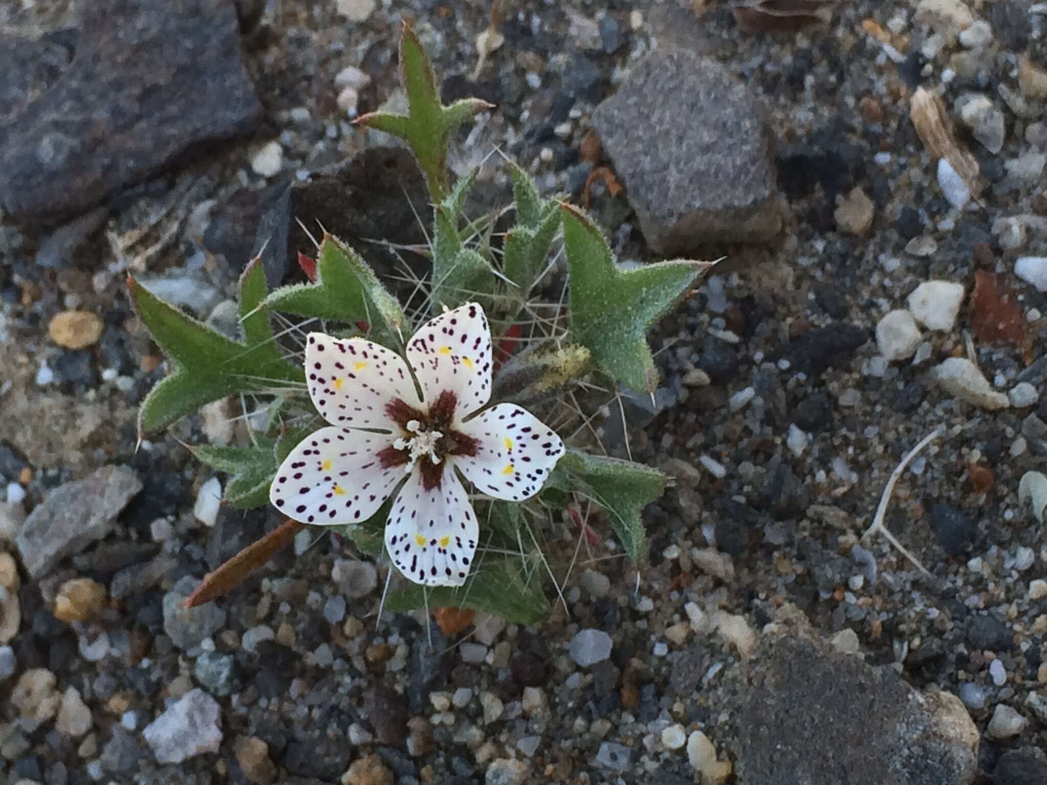 Image of Great Basin langloisia