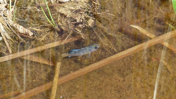 Image of Desert Pupfish