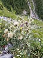 Image of white thistle