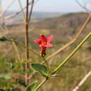 صورة Calolisianthus pedunculatus (Cham. & Schltdl.) Gilg