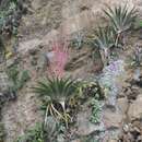 Image of Tillandsia religiosa Hern.-Cárdenas, Gonz.-Rocha, Espejo, López-Ferr., Cerros & E