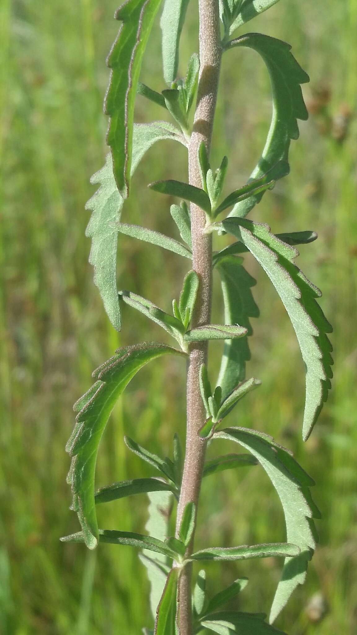 Eupatorium mohrii E. Greene的圖片