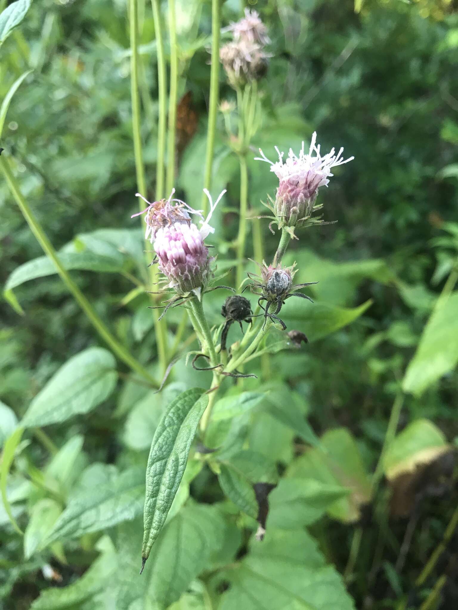 Plancia ëd Brickellia cordifolia Ell.