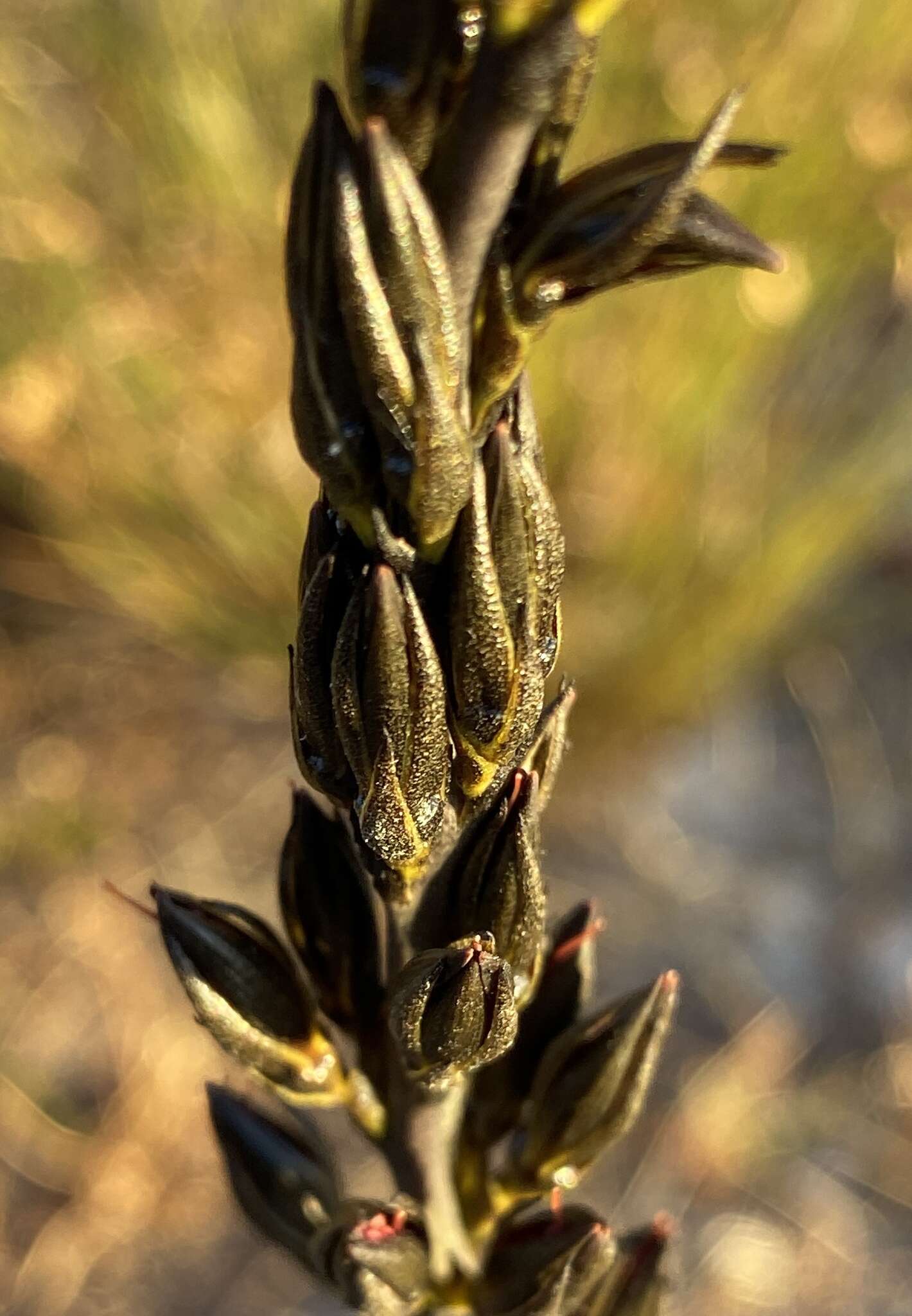 Image of Haemodorum spicatum R. Br.