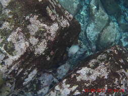 Image of Guinea damselfish