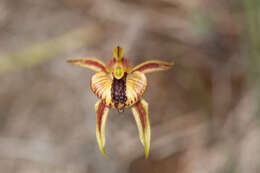 Image of Thick-lipped spider-orchid