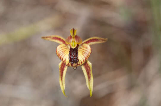 Image of Thick-lipped spider-orchid