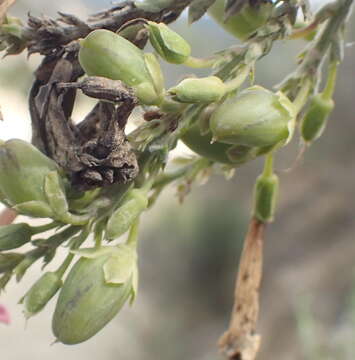 Image de Freylinia vlokii E. J. Van Jaarsveld