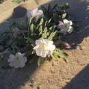 Image of Eureka Dunes evening primrose