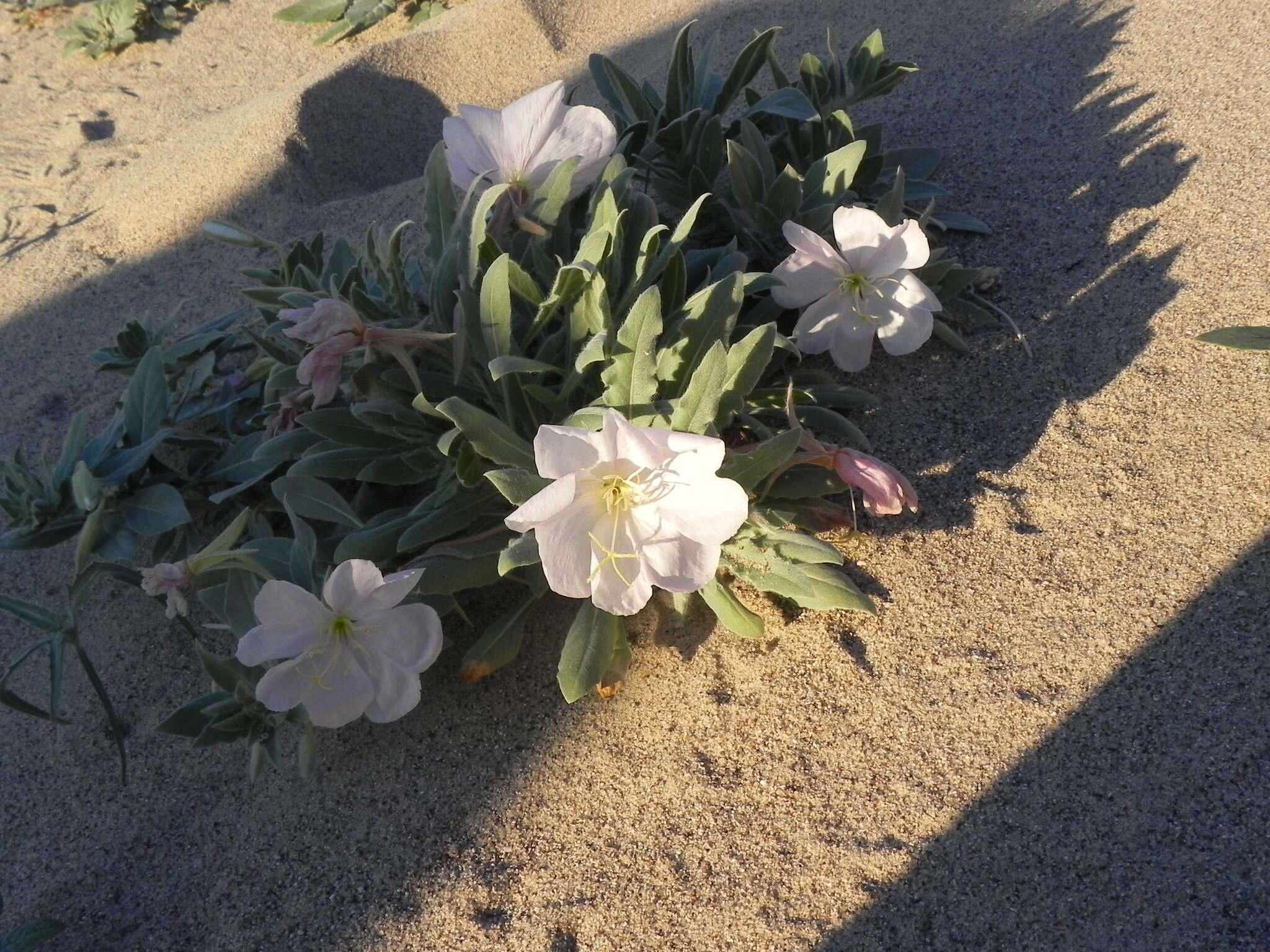 Imagem de Oenothera avita subsp. eurekensis (Munz & Roos) W. M. Klein