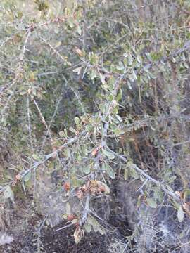 Слика од Gymnosporia senegalensis var. europaea (Boiss.) Jahand. & Maire