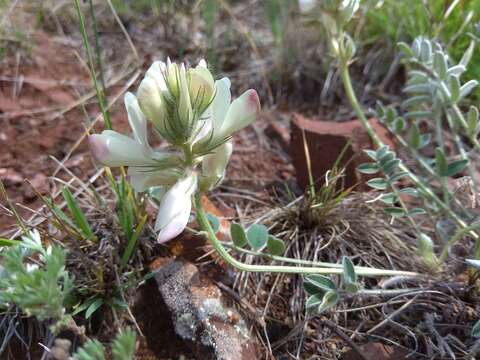 Image of Hedysarum turczaninovii Peschkova