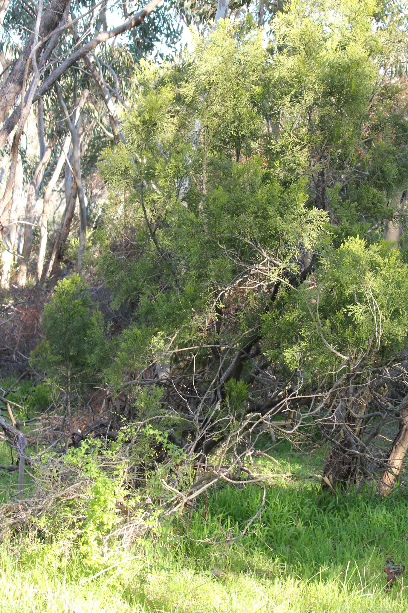 Image of Exocarpos cupressiformis Labill.