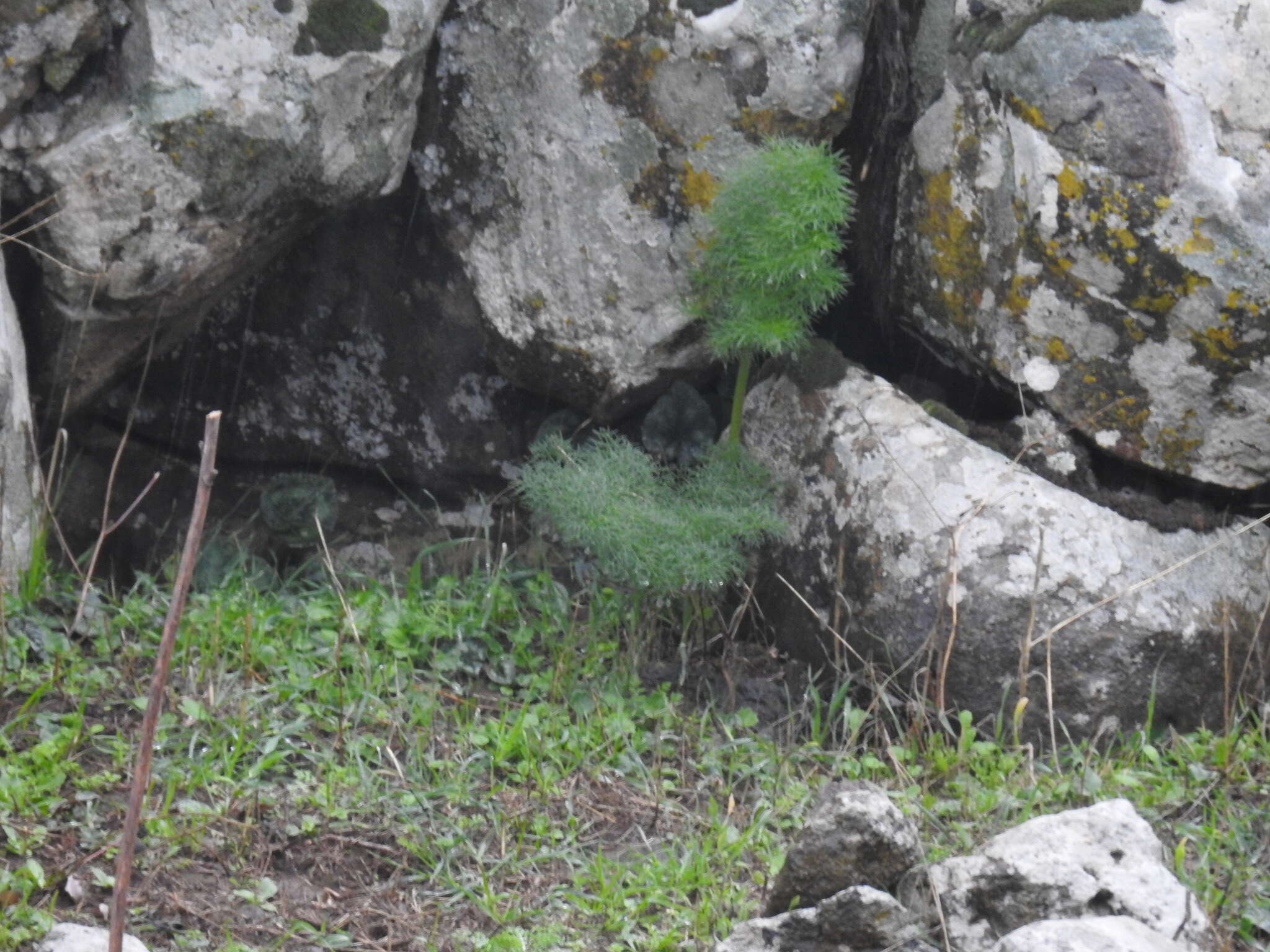 Image of Giant Fennel