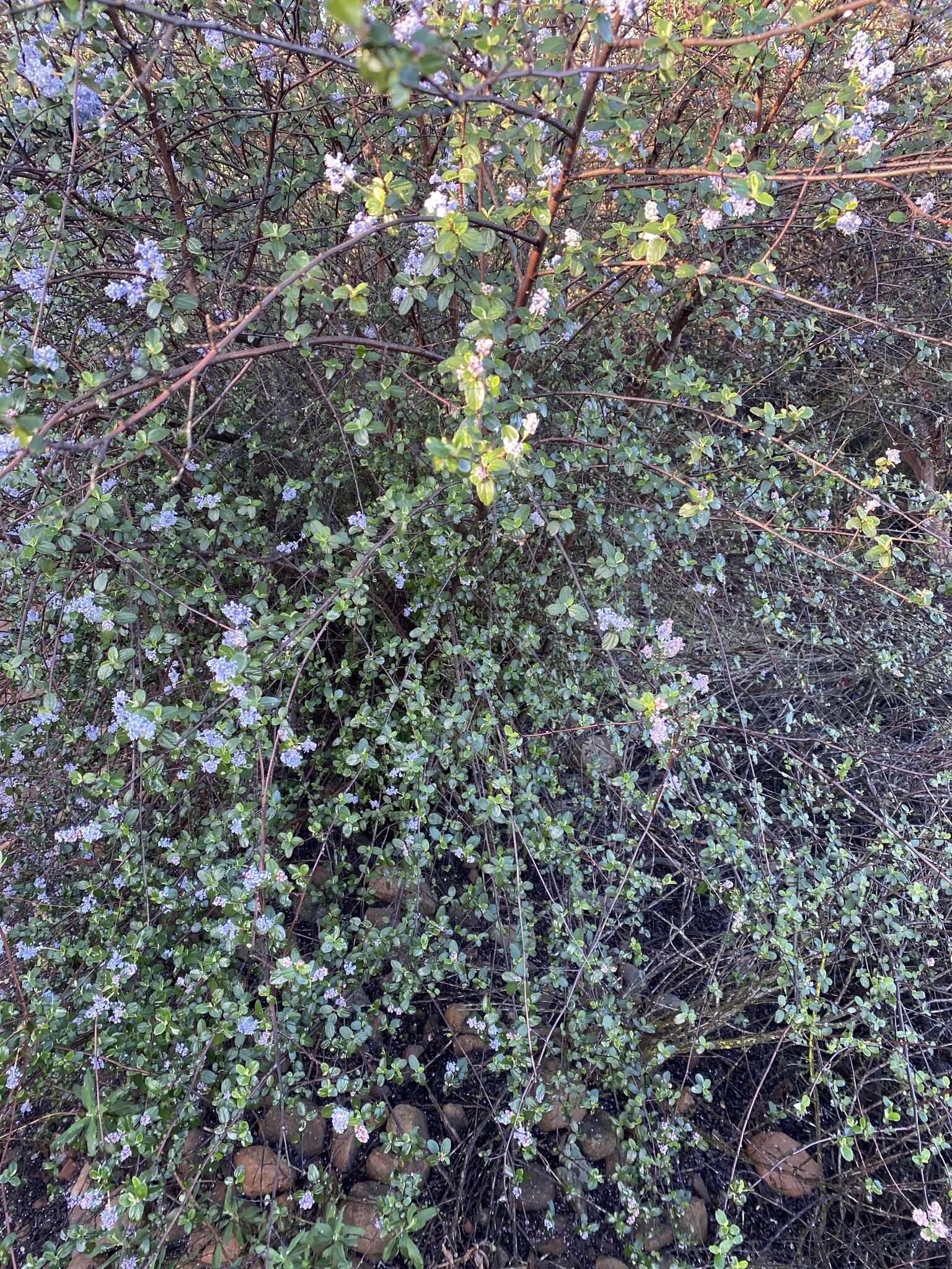 Image of woolyleaf ceanothus