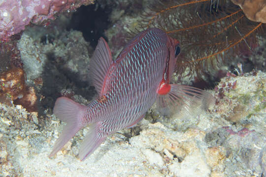 Image of Violet squirrelfish