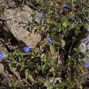 Image of Salvia monantha Brandegee ex Epling