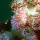 Image of Diminovula aurantiomacula (C. N. Cate & Azuma 1973)