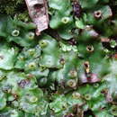 Image of Marchantia paleacea Bertol.