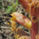 Image of Orobanche laxissima Uhlich & Rätzel