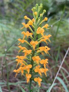 Image of Crested Yellow Orchid