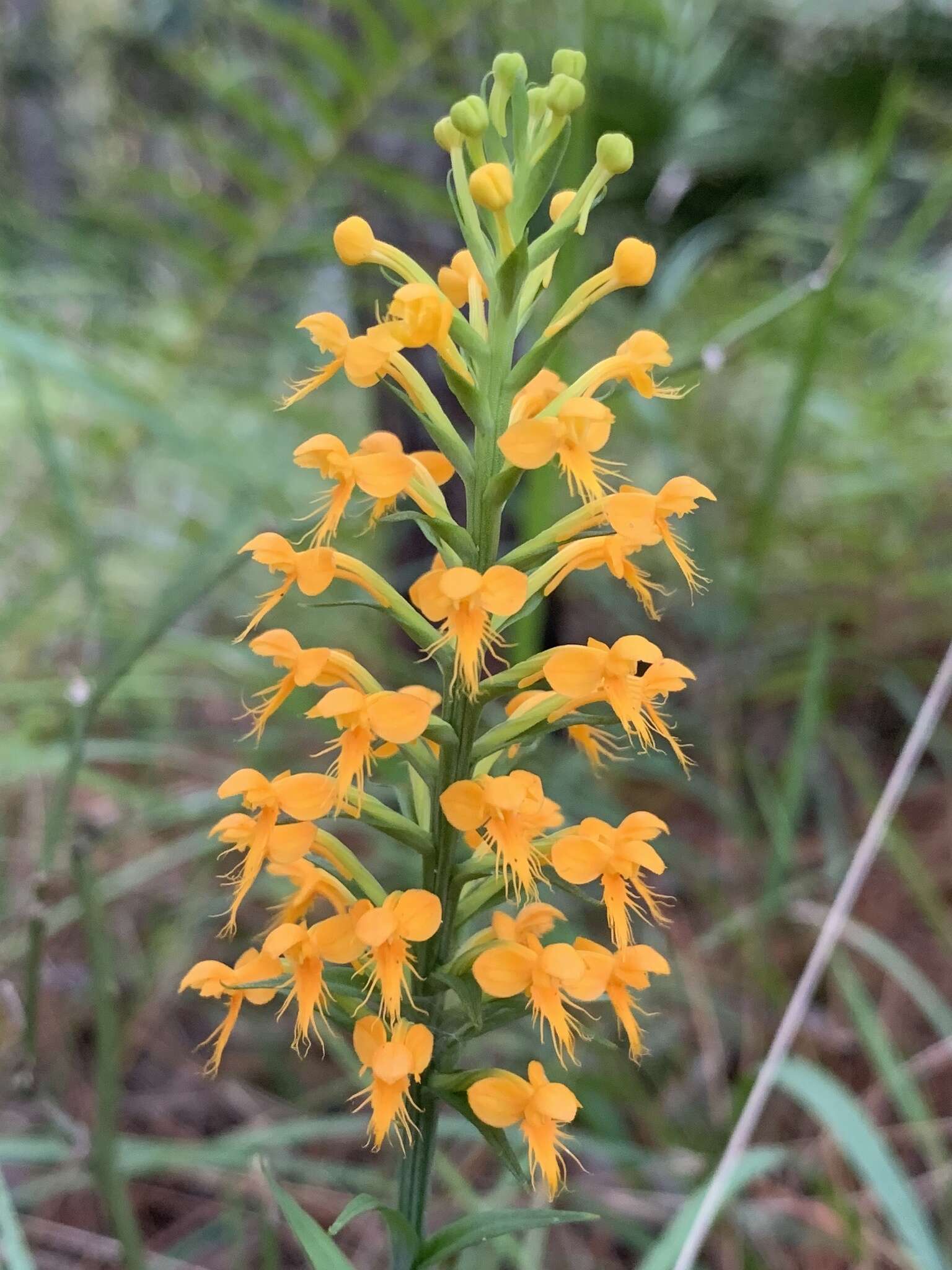 Image de Platanthera cristata (Michx.) Lindl.