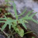 Crassula alcicornis Schönl. resmi