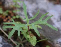 Image of Crassula alcicornis Schönl.