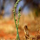 Image of Albuca glauca Baker