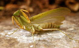 Image of African mantis