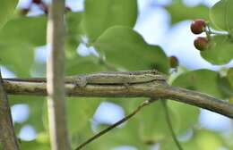 Imagem de Anolis angusticeps Hallowell 1856